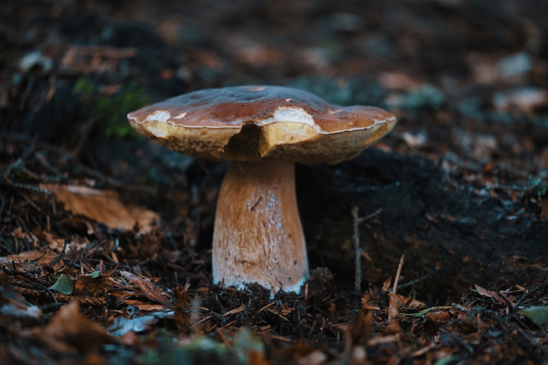 porcini mushrooms forest