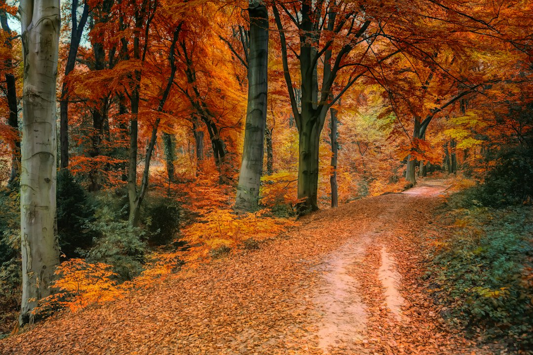 autumn beech forest foliage orange