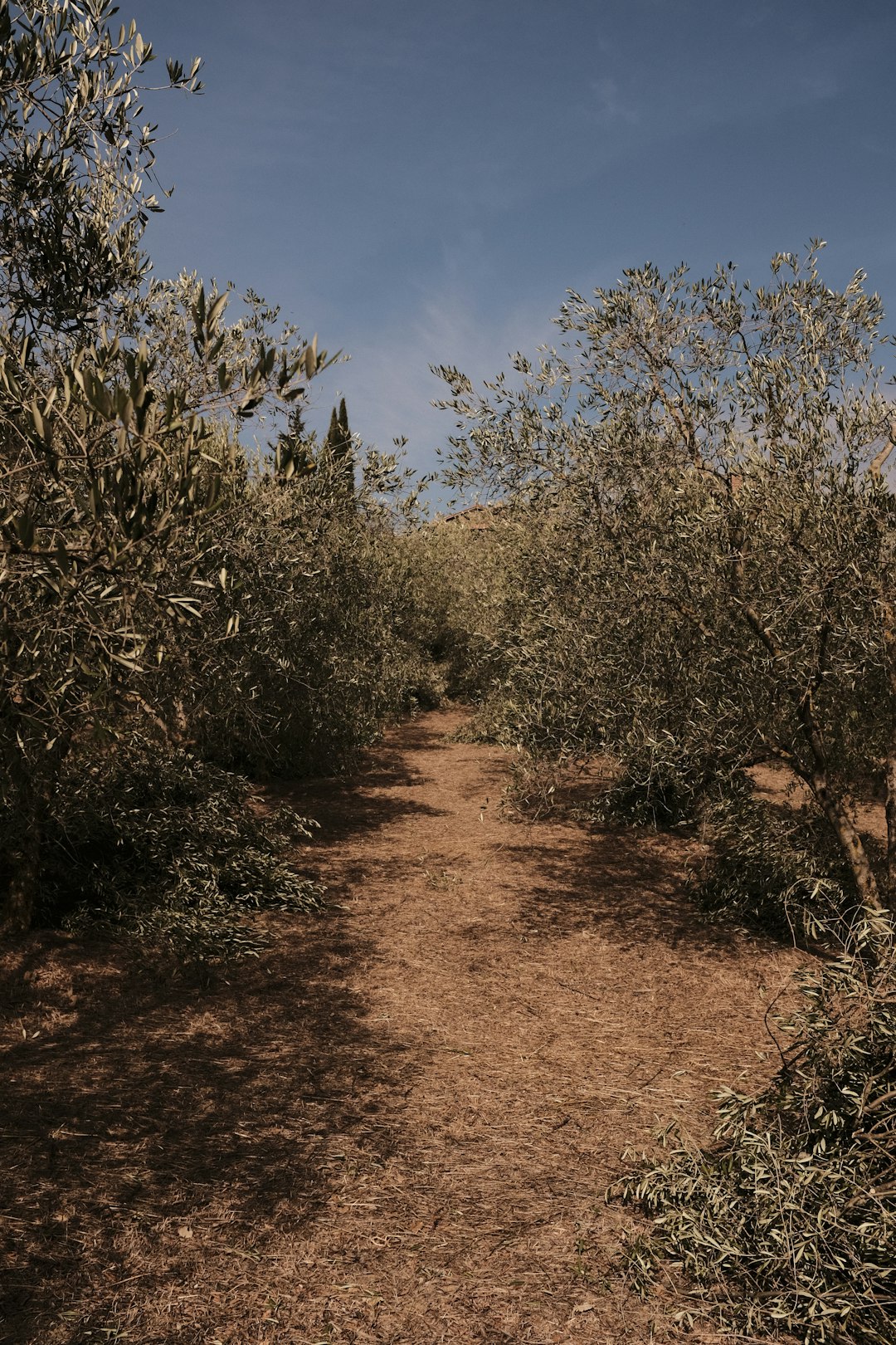 olive harvest grove italy