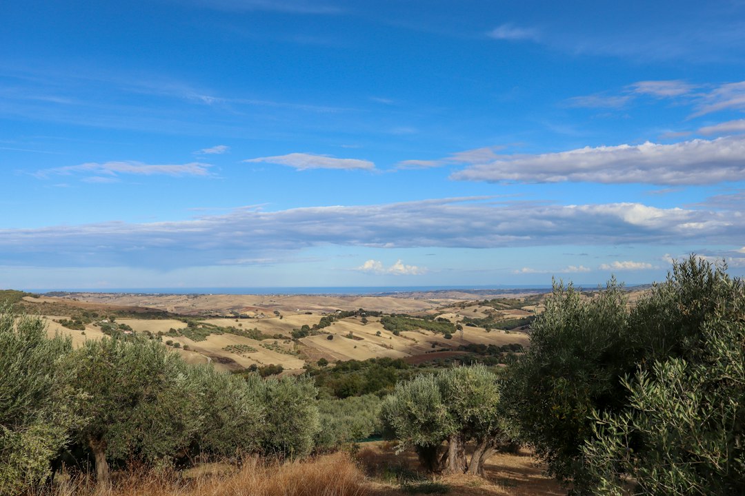 italian stone pathway olive grove coast